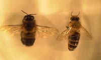 ミツバチのオスとメス