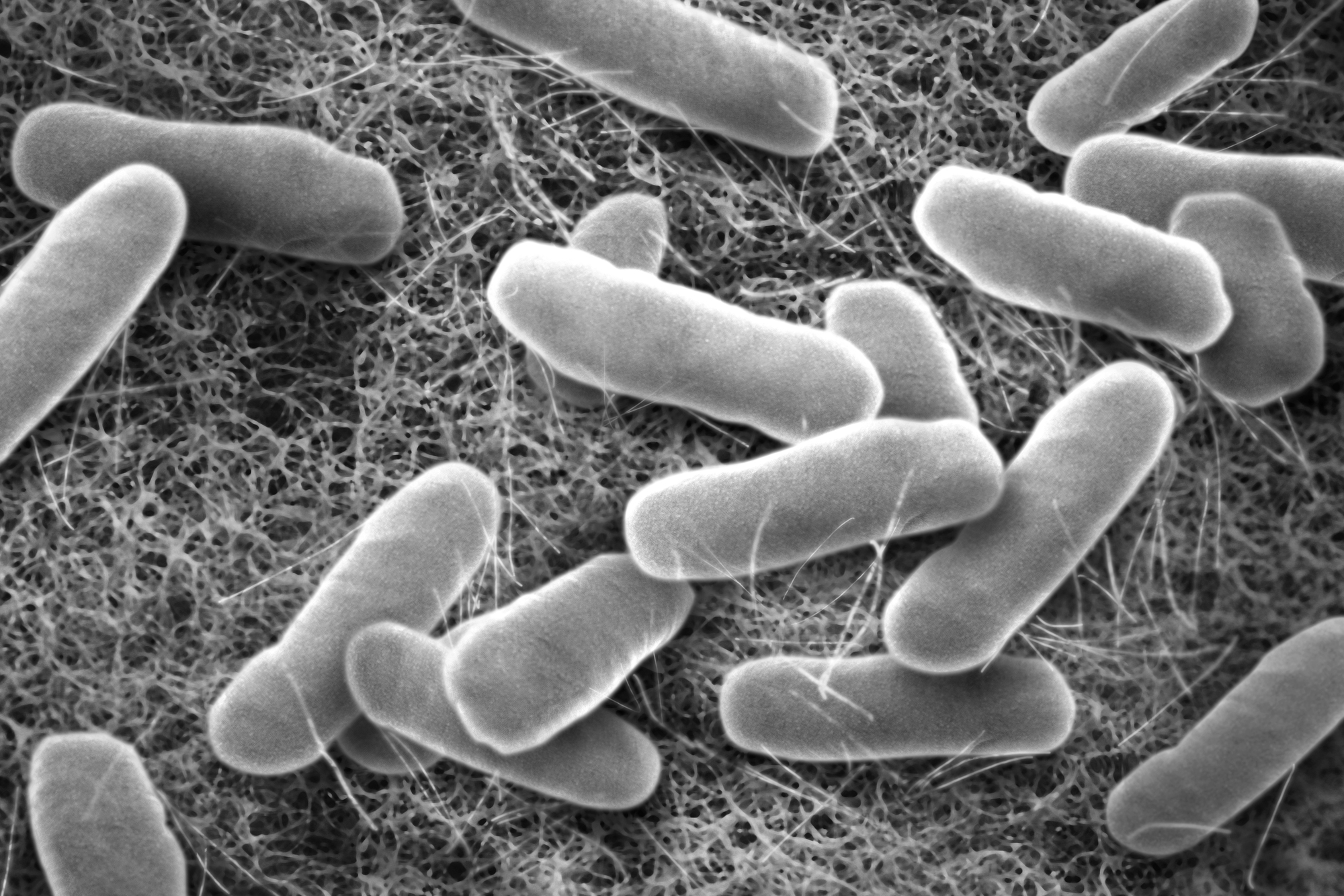 汚れた業務用厨房のガスコンロと調理器具の様子